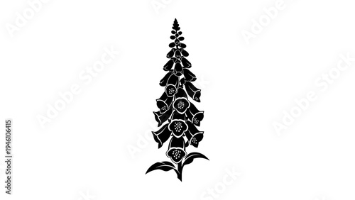 Black silhouette of foxglove flower detailed artwork on white background