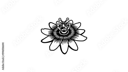 Intricate passiflora flower monochrome detailed botanical design