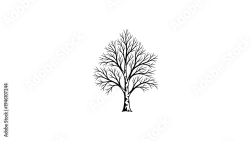 Elegant tree silhouette with intricate branch detail on white background
