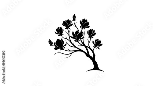 Elegant magnolia tree silhouette with blooming flowers on white background