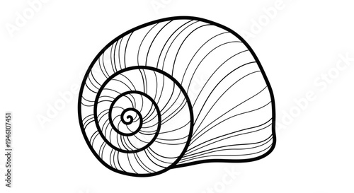 Detailed black and white outline vector illustration of a spiral snail shell. Hand-drawn sea animal mollusk graphic art.