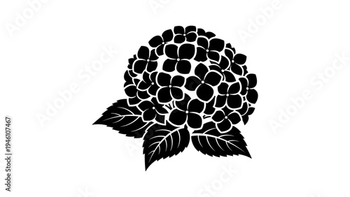 Silhouette hydrangea blossom with leaves in bold black on white background