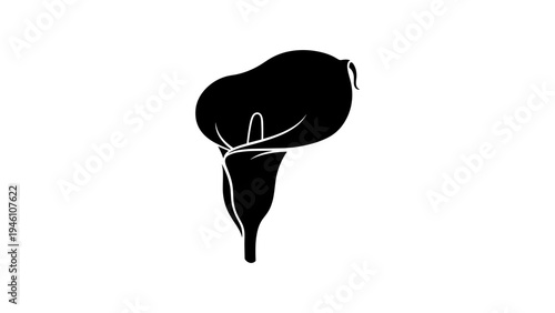 Elegant silhouette of a calla lily flower on white background
