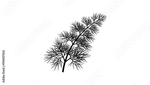 Detailed black silhouette of pine tree branch on white background
