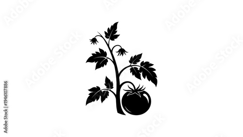 Elegant black silhouette of tomato plant with leaves and fruit on white background
