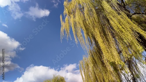 Spring Weeping Willow Leaves Swaying Under Bright Blue Sky