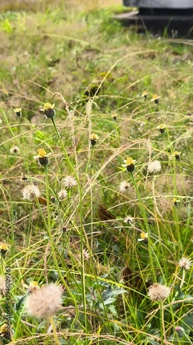 green grass on the ground