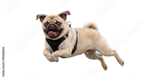 Cuadro en lienzo Energetic fawn pug dog with black harness jumping mid-air, happy and playful, is