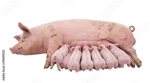Pink mother pig (sow) nursing her adorable piglets, an isolated farm animal family scene on transparent background PNG
