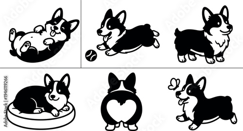 Playful black and white corgi dog in various poses including lying on back running with ball sitting on bed and looking at butterfly vector art