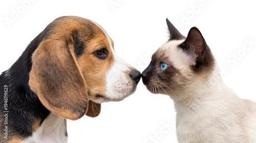 Quadro su tela A young beagle puppy and a Siamese cat with striking blue eyes gently touching n