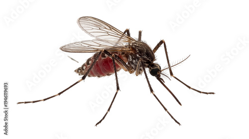 Obraz na płótnie Detailed macro view of a female mosquito with a blood-filled abdomen, a common i