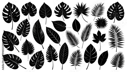 Collection of black silhouettes of tropical leaves on white background.