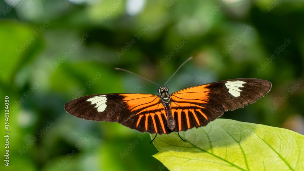 Obraz premium Tropical butterfly Heliconius with orange and black wings on a leaf with blurred bokeh background.