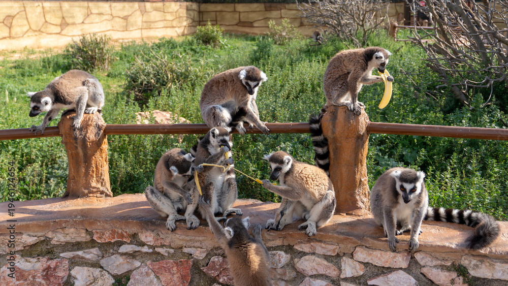 Fototapeta premium Group of ring-tailed lemurs eating bananas in a zoological park enclosure.