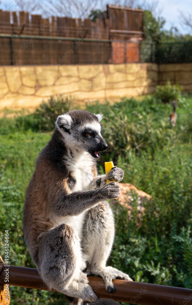 Naklejka premium Ring-tailed lemur sitting on a fence and eating a piece of banana in a park.