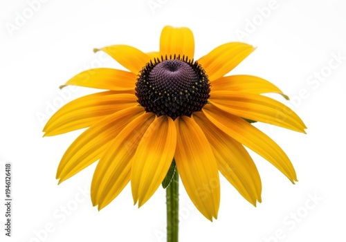 Bright yellow black eyed susan flower isolated on white studio background