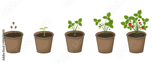 Stages of strawberry plant growth in brown peat pots from seeds to ripe berries