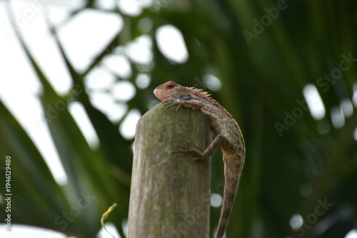 Oriental Garden Lizard Perched on Bamboo Post