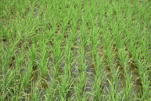 Fresh young rice plants growing in neat rows across a lush green paddy field, showing early crop development in an agricultural rural landscape.