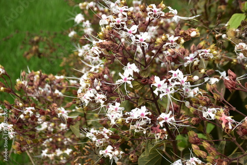 Cluster of Small White Wildflowers Blooming on Tropical Plant
