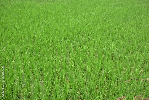 Fresh young rice plants growing in neat rows across a lush green paddy field, showing early crop development in an agricultural rural landscape.