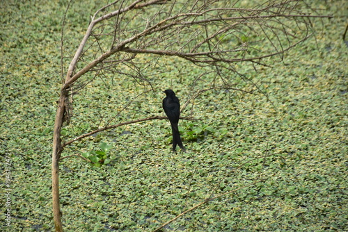 Black Drongo Perched on Branch Above Green Wetland Vegetation