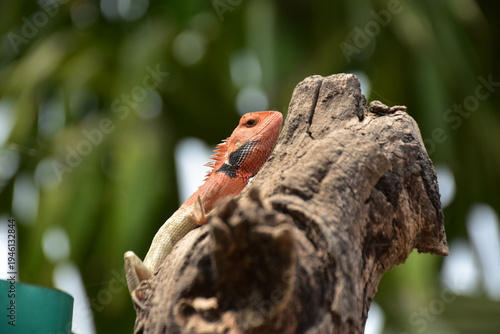 Oriental Garden Lizard Resting on Tree Trunk in Natural Habitat