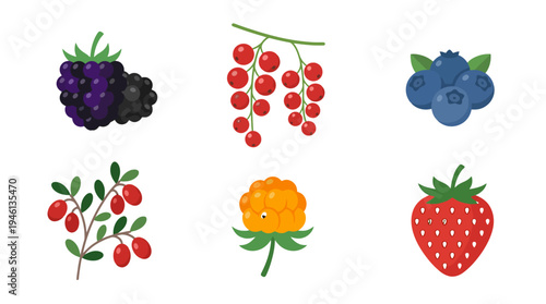Vibrant flat design illustrations of various fresh berries blackberry redcurrant blueberry cloudberry lingonberry strawberry.
