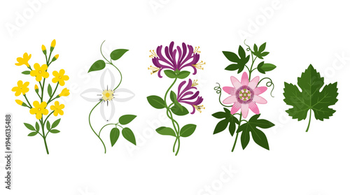 Vibrant flat design botanical illustrations featuring jasmine orange blossom honeysuckle passion flower and grape leaf.