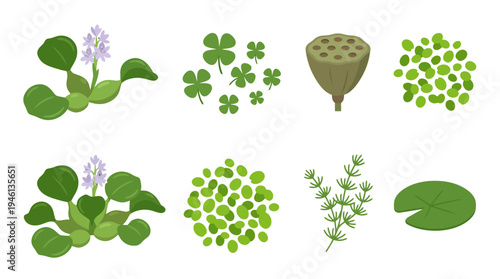 Flat Design Aquatic Plant Elements Set Water Hyacinth Clover Lotus Pod Duckweed Lily Pad.