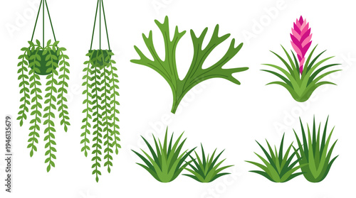 Diverse collection of green illustrated plants including hanging vines a fern a pink bromeliad and various grasses.