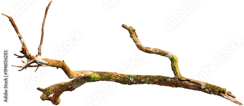 Tree branch with moss and detailed bark texture