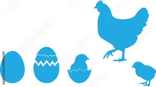 Blue chicken development stages with eggs and chicks silhouettes
