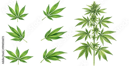 A watercolor collection of cannabis leaves and plant for botanical illustrations, herbal product packaging, natural medicine graphics, and cannabis themed designs