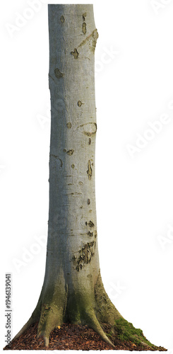 Tree trunk with moss and detailed bark texture