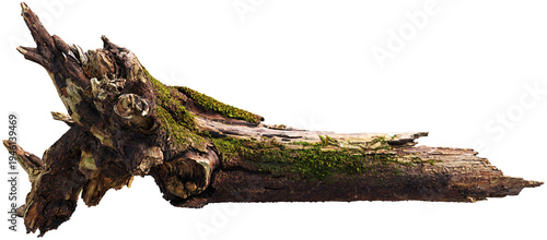 Moss-covered tree stump with exposed roots and decayed wood
