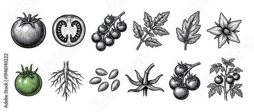 Set of tomato plant illustrations showing different parts of the plant like the fruit, flower, leaf, seed, and root in a vintage black and white engraving style