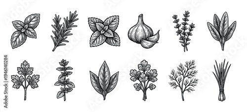 Hand drawn collection of popular culinary herbs and spices in a black and white engraved style, featuring basil, rosemary, garlic, thyme, sage, parsley, and mint