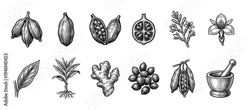 Collection of hand-drawn spice illustrations featuring cardamom, ginger, seeds, flowers, and a mortar and pestle in a detailed vintage woodcut engraving style for botanical art