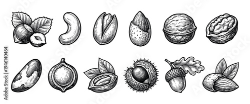 Large set of various nuts drawn in a vintage black and white engraving style, featuring hazelnut, cashew, pistachio, walnut, almond, acorn, pecan, and chestnut