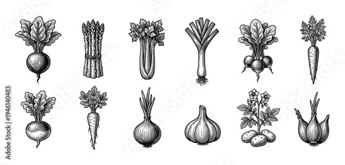 Collection of hand-drawn vintage vegetable illustrations in a classic engraving style showing beet, carrot, onion, potato, asparagus, and other healthy farm produce