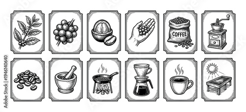 Set of coffee production process illustrations in a vintage black and white engraving style showing the journey from plant harvesting to roasting, grinding, and brewing a hot cup