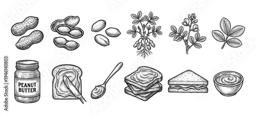 Peanut butter and nut illustration set in a vintage black and white engraving style, featuring a jar, sandwich, plant with roots, leaves, and shelled nuts