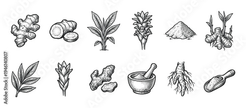 Turmeric root plant flower and powder collection in a vintage hand drawn engraving style, featuring the whole rhizome, slices, leaves, mortar with pestle, and a scoop of spice