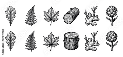 Set of vintage botanical illustrations featuring oak, fern, and maple leaves, a wood log, ginger root, and an artichoke drawn in a detailed black and white engraving style