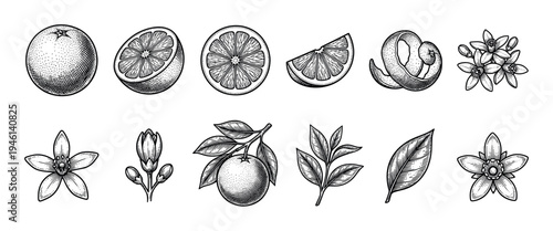 Orange fruit, flower, leaf, and branch illustrations in a vintage black and white engraving style showing whole, half, slice, peel, and blossom elements for botanical design
