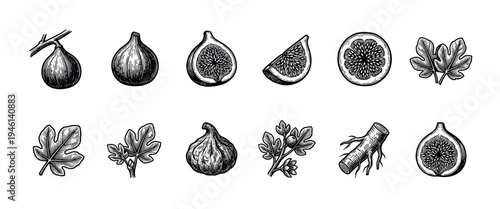 Collection of hand-drawn fig illustrations showing the whole fruit, slices, leaves, and branches in a detailed vintage engraving style, perfect for botanical or food-themed designs