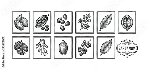 Cardamom plant illustration set showing pods, seeds, flowers, leaves, and root in a vintage black and white botanical engraving style, a hand-drawn collection for culinary design