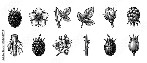 Vintage botanical illustrations of a blackberry plant showing the fruit, flower, leaf, root, and thorny stem in a detailed hand-drawn black and white engraving style